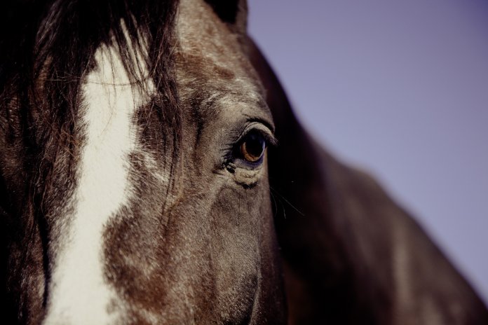 horse-ride-reiter-equestrian-39289 horse close up