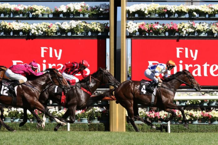guineas Quaddie