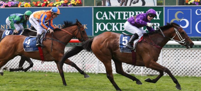 new-zealand-nz-guineas New Zealand racing tips
