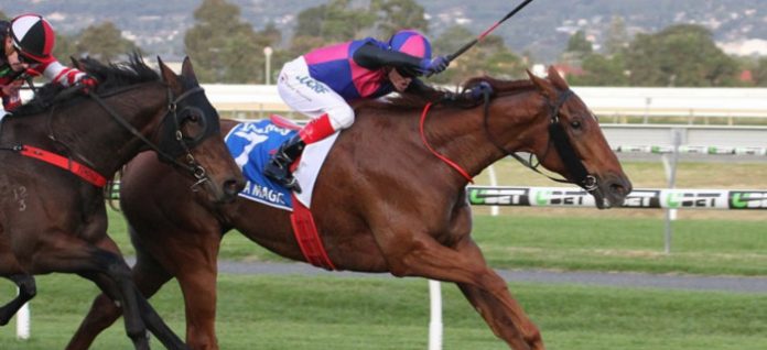 vega-magic Hayes & Dabernig stable stars